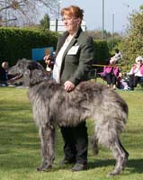 CLANNARDWOOD SNOW HAWK